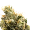 710 chem strain