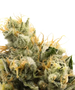 710 chem strain
