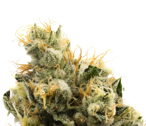 710 chem strain